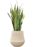 Sansevieria 'Laurentii' in Baq Polystone Coated Plain Hydrocultuur
