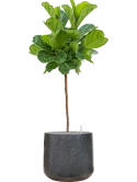 Ficus lyrata in Baq Terrazzo Grond (Vulkastrat)