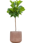 Ficus lyrata in Baq Terrazzo Grond (Vulkastrat)