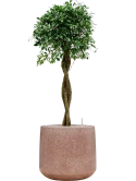 Ficus microcarpa 'Nitida' in Baq Terrazzo Grond (Vulkastrat)