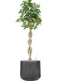 Ficus benghalensis 'Audrey' in Baq Terrazzo Grond (Vulkastrat)