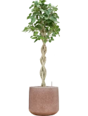 Ficus benghalensis 'Audrey' in Baq Terrazzo Grond (Vulkastrat)