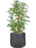 Schefflera arboricola 'Compacta' in Baq Terrazzo Hydrocultuur