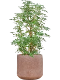 Schefflera arboricola 'Compacta' in Baq Terrazzo Hydrocultuur