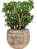 Crassula ovata in Baq Atlas Grond (Vulkastrat)