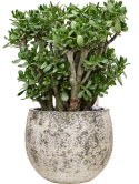 Crassula ovata in Baq Atlas Grond (Vulkastrat)