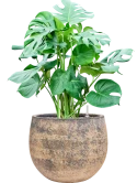 Monstera deliciosa in Baq Atlas Grond (Vulkastrat)