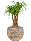 Beaucarnea recurvata in Baq Atlas Hydrocultuur