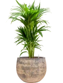 Kentia (Howea) forsteriana in Baq Atlas Hydrocultuur