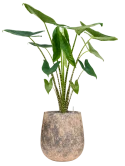 Alocasia zebrina in Baq Atlas Grond (Vulkastrat)