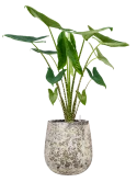 Alocasia zebrina in Baq Atlas Grond (Vulkastrat)