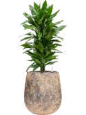 Dracaena fragrans 'Janet Lind' in Baq Atlas Grond (Vulkastrat)