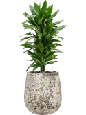 Dracaena fragrans 'Janet Lind' in Baq Atlas Grond (Vulkastrat)