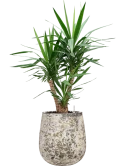 Yucca elephantipes in Baq Atlas Grond (Vulkastrat)