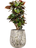 Croton (Codiaeum) variegatum 'Petra' in Baq Atlas Grond (Vulkastrat)