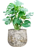 Monstera deliciosa in Baq Atlas Grond (Vulkastrat)
