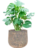 Monstera deliciosa in Baq Atlas Grond (Vulkastrat)