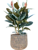 Ficus elastica 'Abidjan' in Baq Atlas Grond (Vulkastrat)