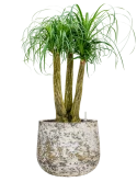 Beaucarnea recurvata in Baq Atlas Hydrocultuur