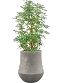 Schefflera 'Compacta' in Baq Polystone Coated Plain Hydrocultuur