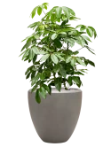 Schefflera actinophylla 'Amate' in Baq Nucast Grond (Vulkastrat)