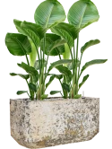 Strelitzia nicolai in Baq Atlas Grond (Vulkastrat)