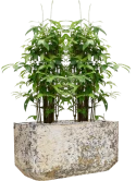 Dracaena surculosa (90-120) in Baq Atlas Grond (Vulkastrat)