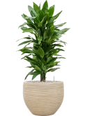 Dracaena fragrans 'Janet Lind' in Baq Dune Grond (Vulkastrat) Grond (Vulkastrat)