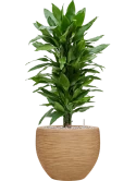 Dracaena fragrans 'Janet Lind' in Baq Dune Grond (Vulkastrat) Grond (Vulkastrat)