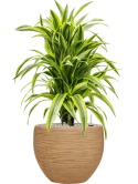 Dracaena fragrans 'Lemon Lime' in Baq Dune Grond (Vulkastrat) Grond (Vulkastrat)