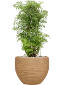 Aralia (Polyscias) 'Ming' in Baq Dune Grond (Vulkastrat) Grond (Vulkastrat)