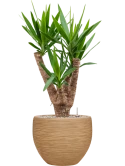 Yucca elephantipes in Baq Dune Grond (Vulkastrat)