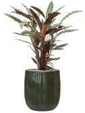 Calathea rufibarba 'Wavestar' in Plain Striped Grond (Vulkastrat)
