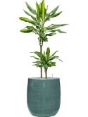 Dracaena fragrans 'Cintho' in Plain Striped Grond (Vulkastrat)