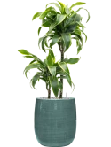Dracaena fragrans 'Dorado' in Plain Striped Grond (Vulkastrat)