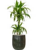 Dracaena fragrans 'Janet Craig' in Plain Striped Grond (Vulkastrat)