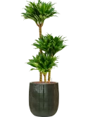 Dracaena fragrans 'Compacta' in Plain Striped Hydrocultuur