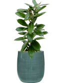 Ficus cyathistipula in Plain Striped Hydrocultuur