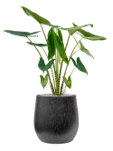 Alocasia zebrina in Baq Raindrop Grond (Vulkastrat)