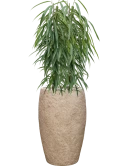 Ficus binnendijkii 'Alii' in Coast Mountains Grond (Vulkastrat)