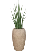 Sansevieria cylindrica 'Fernwood Mikado' in Coast Mountains Grond (Vulkastrat)