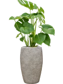 Monstera deliciosa in Coast Mountains Grond (Vulkastrat)