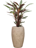 Calathea rufibarba 'Wavestar' in Coast Mountains Grond (Vulkastrat)