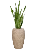 Sansevieria zeylanica in Coast Mountains Grond (Vulkastrat)