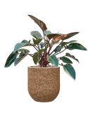 Philodendron 'Red Beauty' in Baq Naturescast Grond (Vulkastrat)