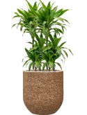 Dracaena fragrans 'Janet Craig' in Baq Naturescast Grond (Vulkastrat)