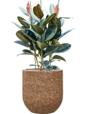 Ficus elastica 'Abidjan' in Baq Naturescast Grond (Vulkastrat)