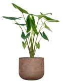 Alocasia zebrina in Baq Algar Grond (Vulkastrat)