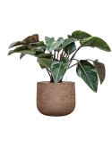 Philodendron 'Red Beauty' in Baq Algar Grond (Vulkastrat)