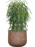 Ficus binnendijkii 'Alii' in Baq Algar Grond (Vulkastrat)